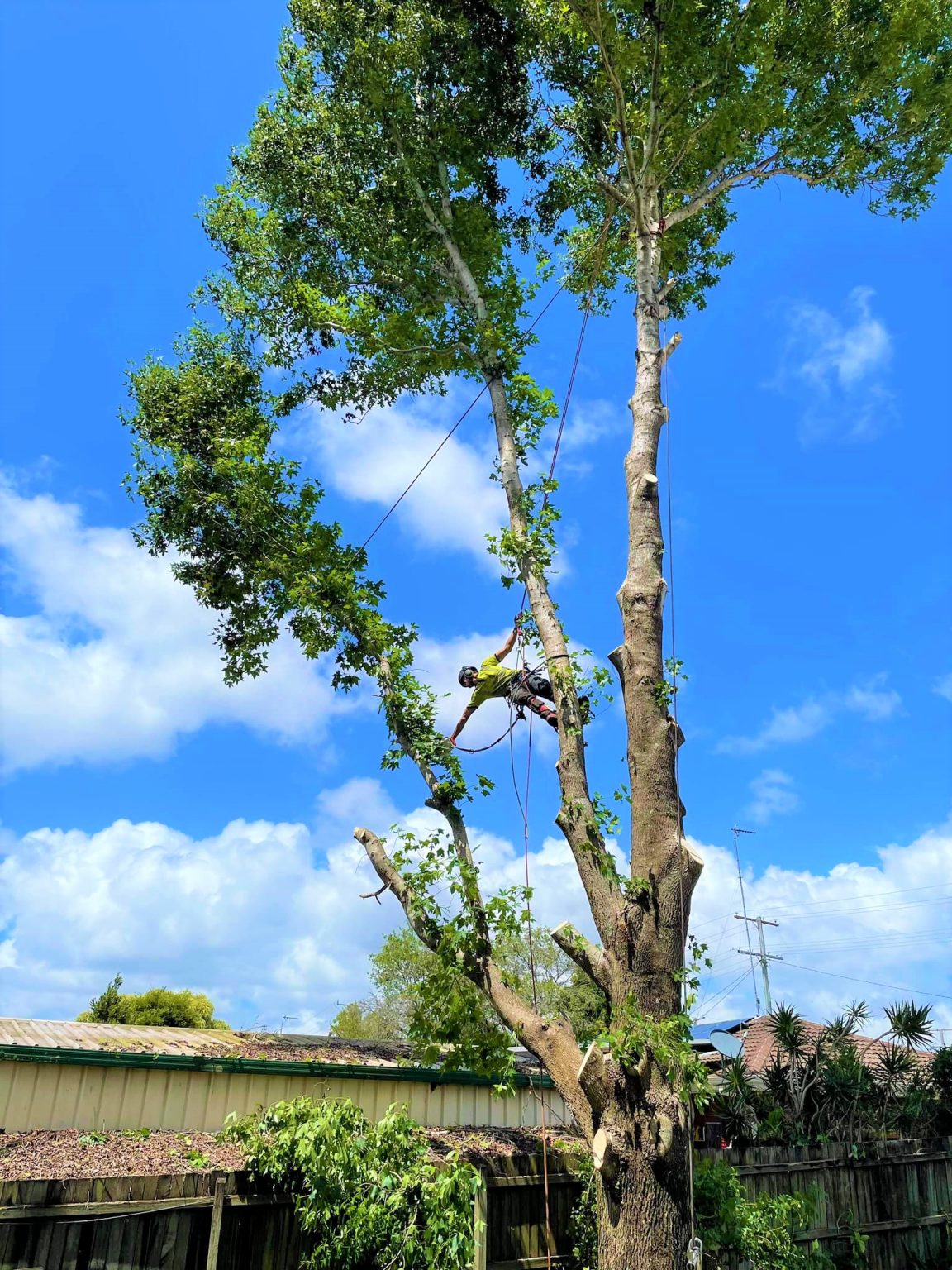 Tree removal Sunshine Coast